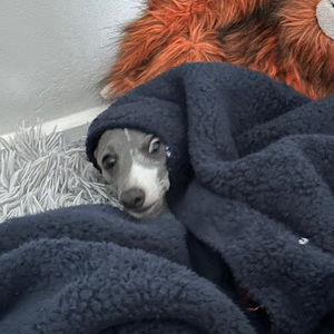 Meet your Posher, Aiden